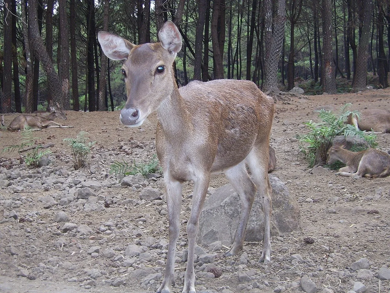 Taman Safari Prigen